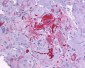 P2RY14 / GPR105 Antibody (C-Terminus)